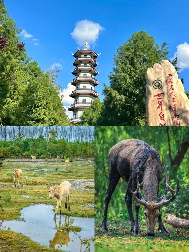 拙政园留园网师园环秀山庄_苏州古典园林_江苏旅游景点排行