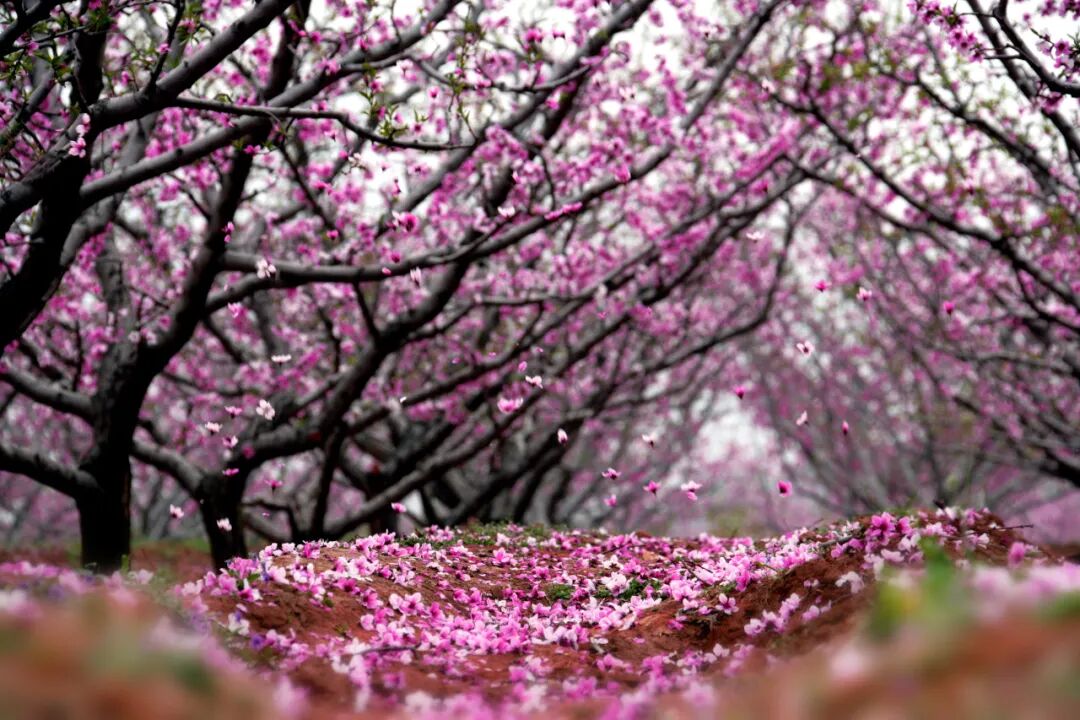 北京平谷桃花节攻略_平谷桃花节八项惠民福利_平谷的旅游景点大全