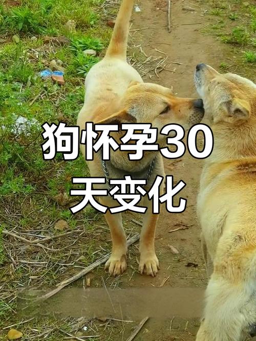 女性怀孕五个月可以做无痛人流吗