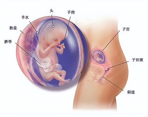 无痛人流和有痛人流有什么区别 邢台做人流手术医院哪个