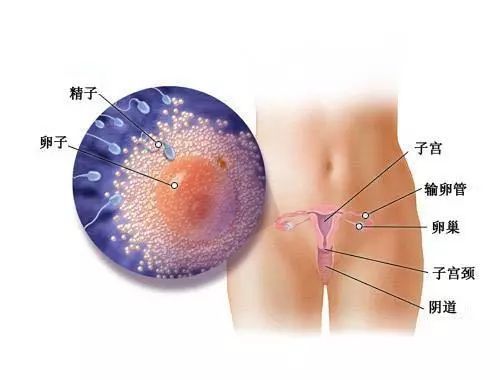 微管无痛人流术前该注意些什么 温州做人流手术医院哪个较好