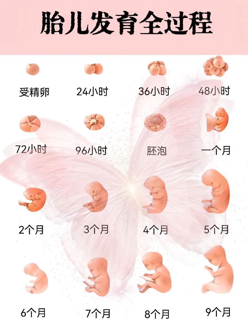 做完人流可以吃白菜吗