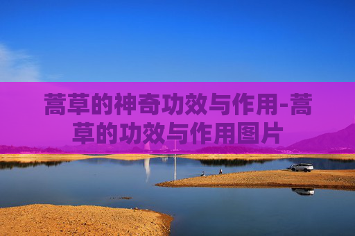 蒿草的神奇功效与作用-蒿草的功效与作用图片