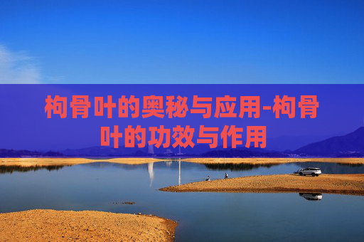 枸骨叶的奥秘与应用-枸骨叶的功效与作用 枸骨叶的奥秘与应用-枸骨叶的功效与作用