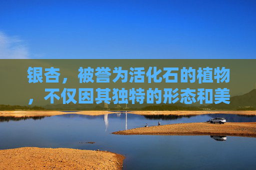 银杏，被誉为活化石的植物，不仅因其独特的形态和美丽的外观而受到人们的喜爱，更因其丰富的药用价值而备受推崇。在中医中，银杏被广泛应用于治疗多种疾病，其功效主要体现在以下几个方面，-银杏的功效与作用