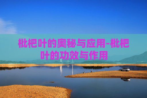 枇杷叶的奥秘与应用-枇杷叶的功效与作用
