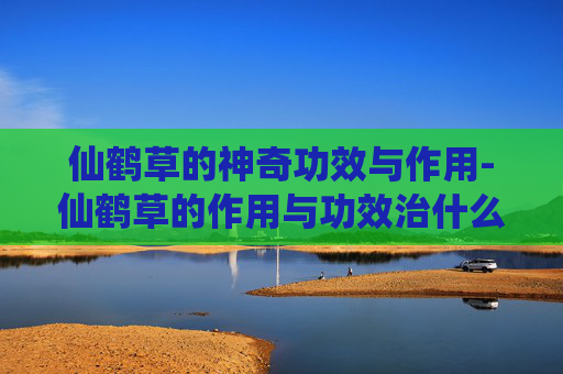 仙鹤草的神奇功效与作用-仙鹤草的作用与功效治什么病