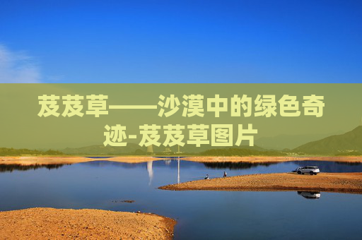 芨芨草——沙漠中的绿色奇迹-芨芨草图片