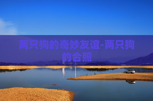 两只狗的奇妙友谊-两只狗的合照
