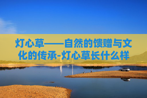灯心草——自然的馈赠与文化的传承-灯心草长什么样图片