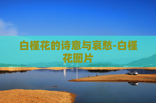 白槿花的诗意与哀愁-白槿花图片