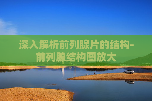 深入解析前列腺片的结构-前列腺结构图放大 深入解析前列腺片的结构-前列腺结构图放大