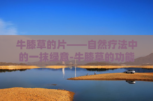牛膝草的片——自然疗法中的一抹绿意-牛膝草的功能
