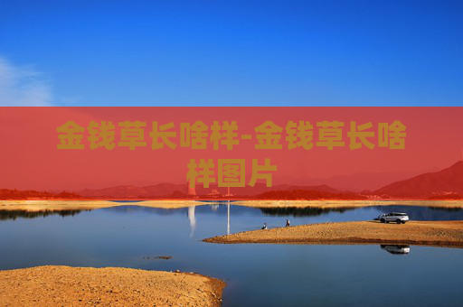 金钱草长啥样-金钱草长啥样图片