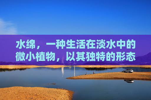 水绵，一种生活在淡水中的微小植物，以其独特的形态和生存方式吸引了无数生物学家和自然爱好者的关注。这种植物不仅在自然界中扮演着重要的角色，而且在科学研究、环境保护和生态平衡方面也具有不可忽视的价值。-水绵是什么植物吗