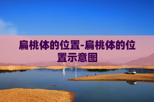 扁桃体的位置-扁桃体的位置示意图
