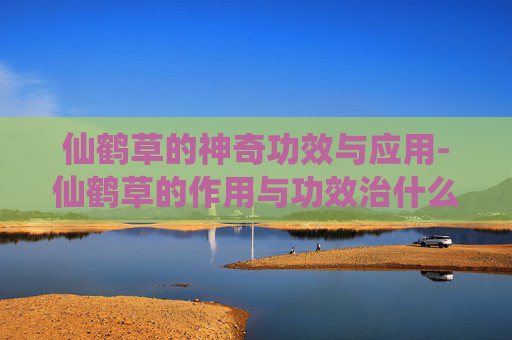 仙鹤草的神奇功效与应用-仙鹤草的作用与功效治什么病