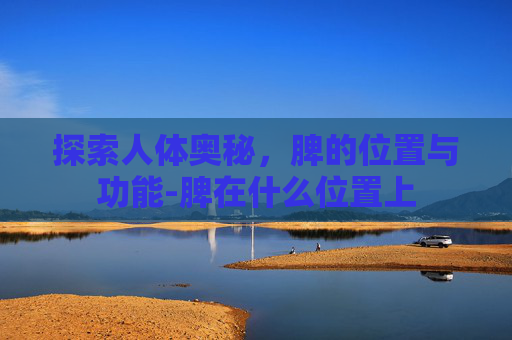 探索人体奥秘，脾的位置与功能-脾在什么位置上