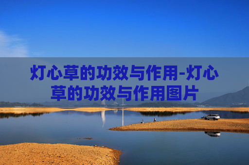 灯心草的功效与作用-灯心草的功效与作用图片