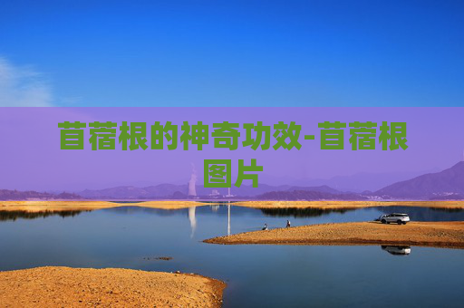 苜蓿根的神奇功效-苜蓿根图片