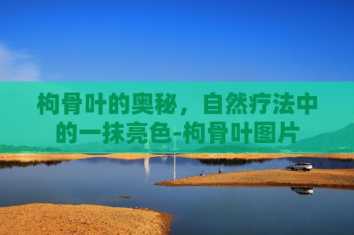 枸骨叶的奥秘，自然疗法中的一抹亮色-枸骨叶图片