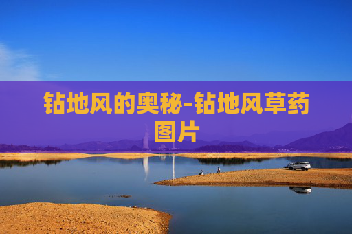 钻地风的奥秘-钻地风草药图片