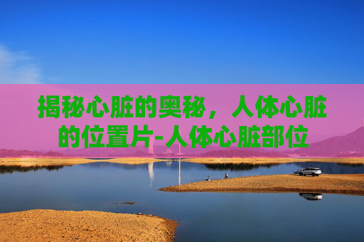 揭秘心脏的奥秘，人体心脏的位置片-人体心脏部位