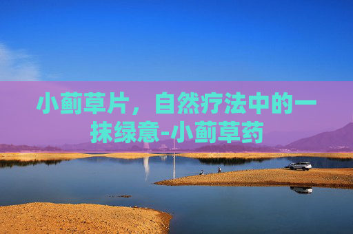 小蓟草片,自然疗法中的一抹绿意-小蓟草药 小蓟草片,自然疗法中的一抹绿意-小蓟草药