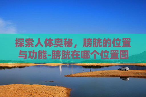 探索人体奥秘,膀胱的位置与功能-膀胱在哪个位置图片 探索人体奥秘,膀胱的位置与功能-膀胱在哪个位置图片