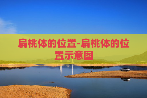扁桃体的位置-扁桃体的位置示意图 扁桃体的位置-扁桃体的位置示意图