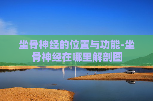坐骨神经的位置与功能-坐骨神经在哪里解剖图