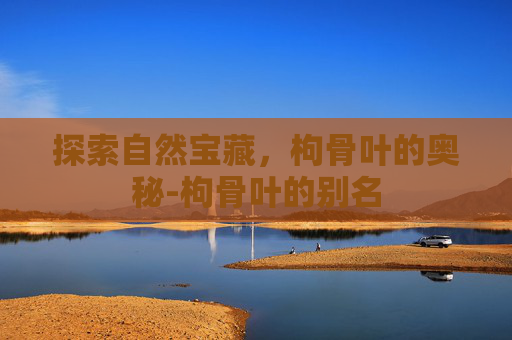 探索自然宝藏，枸骨叶的奥秘-枸骨叶的别名
