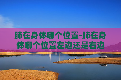 肺在身体哪个位置-肺在身体哪个位置左边还是右边