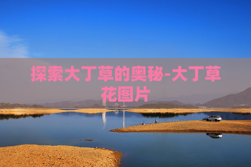 探索大丁草的奥秘-大丁草花图片