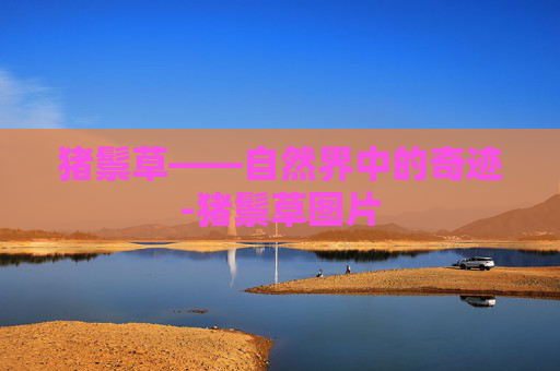 猪鬃草——自然界中的奇迹-猪鬃草图片