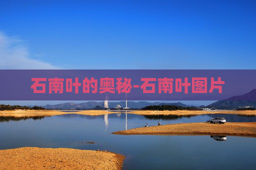 石南叶的奥秘-石南叶图片