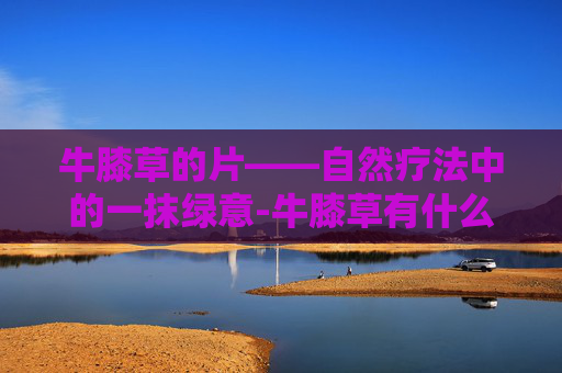 牛膝草的片——自然疗法中的一抹绿意-牛膝草有什么药效