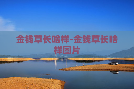 金钱草长啥样-金钱草长啥样图片