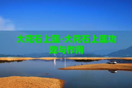 大花石上莲-大花石上莲功效与作用