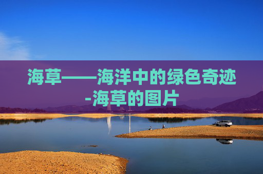 海草——海洋中的绿色奇迹-海草的图片