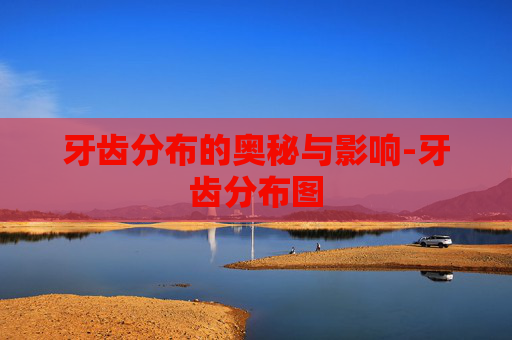 牙齿分布的奥秘与影响-牙齿分布图