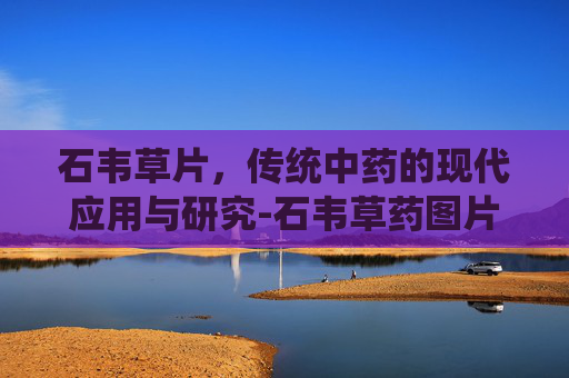 石韦草片，传统中药的现代应用与研究-石韦草药图片完整版