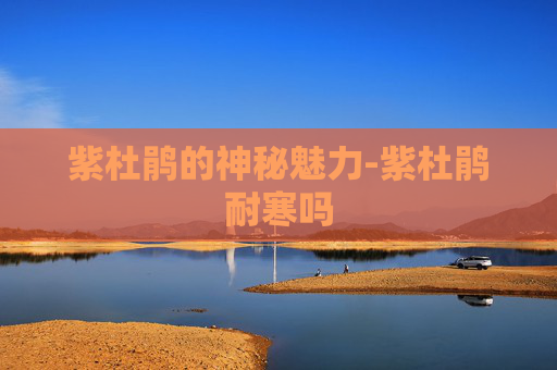 紫杜鹃的神秘魅力-紫杜鹃耐寒吗