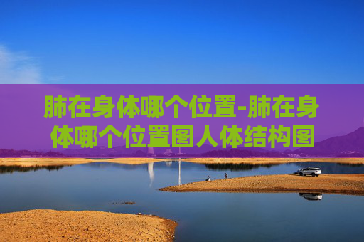 肺在身体哪个位置-肺在身体哪个位置图人体结构图
