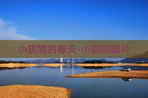 小斑鸠的春天-小斑鸠图片