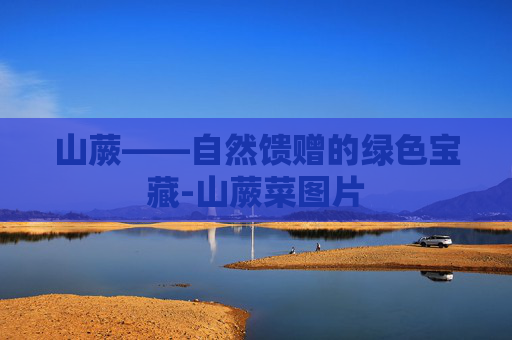 山蕨——自然馈赠的绿色宝藏-山蕨菜图片