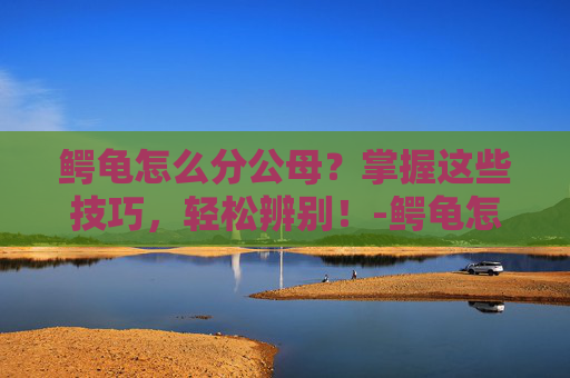 鳄龟怎么分公母？掌握这些技巧，轻松辨别！-鳄龟怎么分公母?