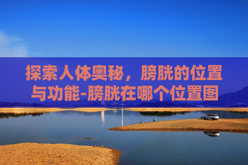 探索人体奥秘，膀胱的位置与功能-膀胱在哪个位置图男性