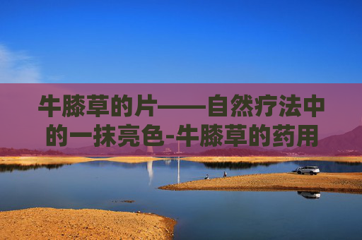 牛膝草的片——自然疗法中的一抹亮色-牛膝草的药用部位
